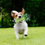 Παιχνίδι σκύλου Avengers Hulk - Image 4